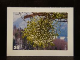MIGROS MANIA Nature Detectives Nr. 25
