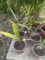 Washingtonia-Palmen 