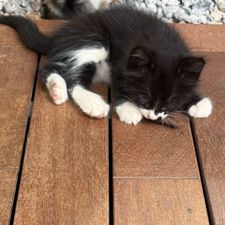 Profile image of naps