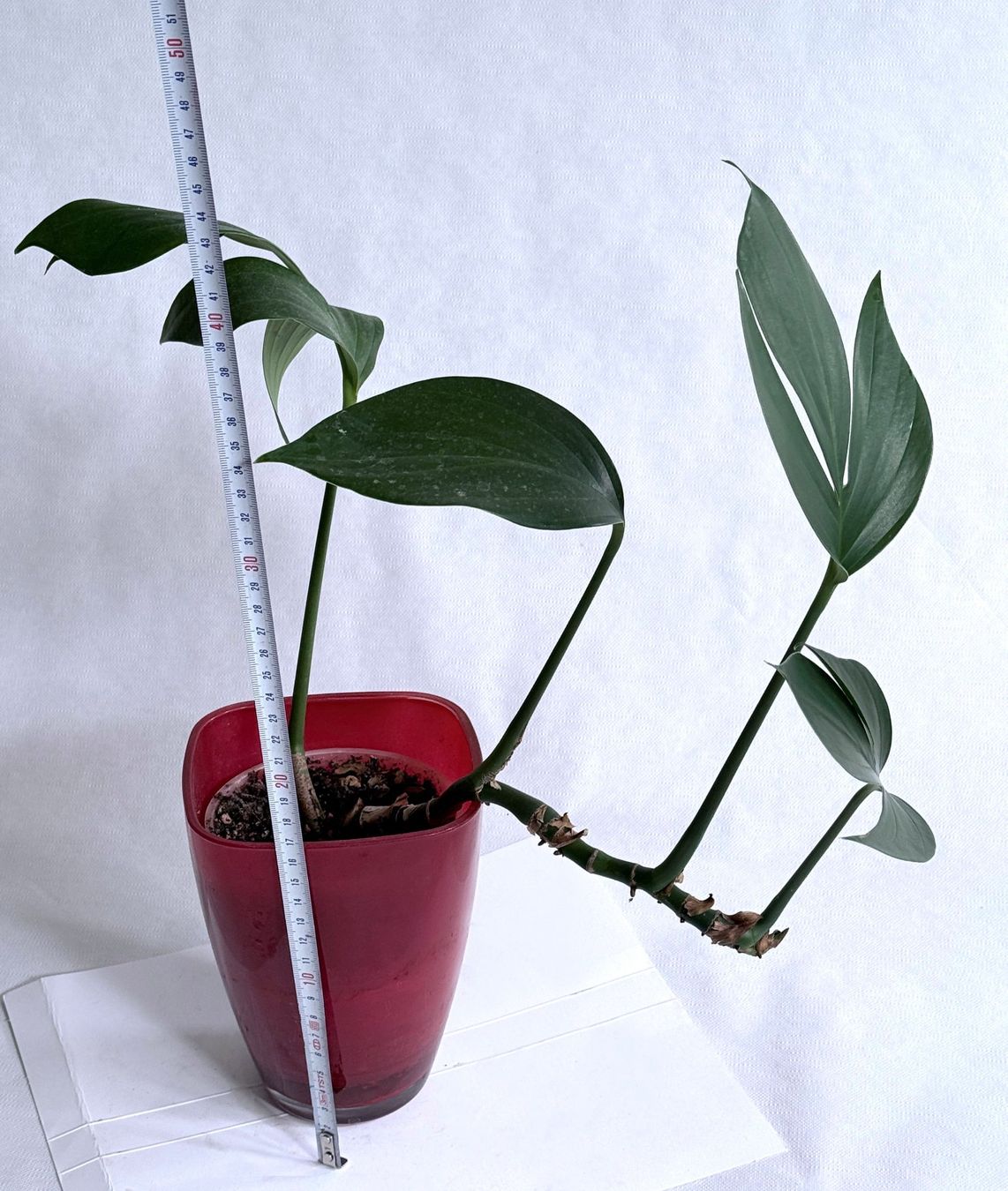Piante & sementi: PHILODENDRON*Kylin Tail***** – Nuovo (secondo la descrizione) da Dübendorf venduto da Orchid18 3