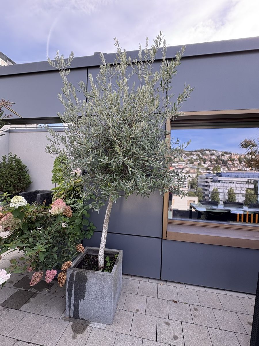 Plantes & graines: Olivenbaum mit Topf – D'occasion à Zürich par seb_8rsb 1