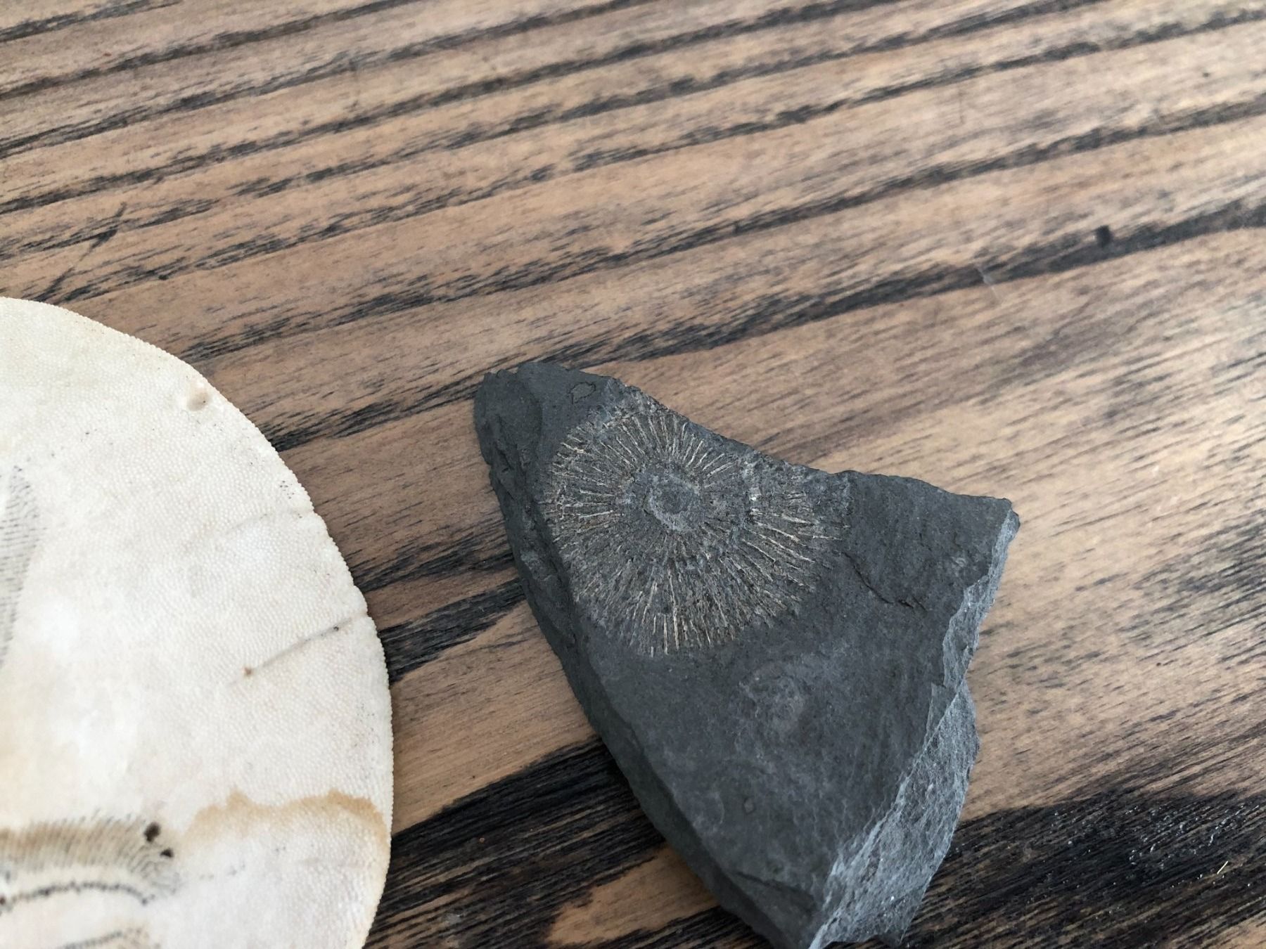 Fossili: Sanddollar und Fossil – Usato da Berg am Irchel venduto da Zweiti_Chance 2