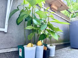 7 Avocado Bäume (Jungpflanzen)