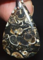 Anhänger L-1046 – Turritella Achat Fossil 32x23mm
