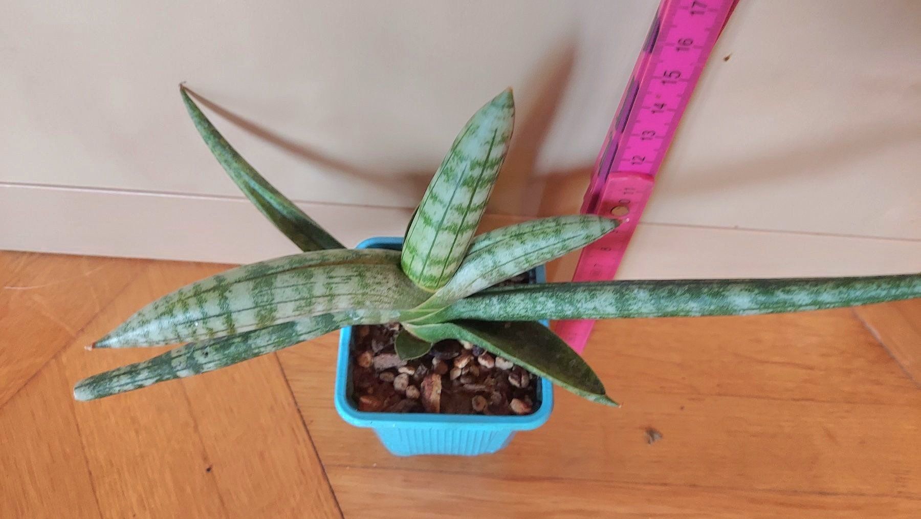 Piante & sementi: Sanseveria cylindrica / Bogenhanf – Nuovo (secondo la descrizione) da Thalheim venduto da silvara01 3