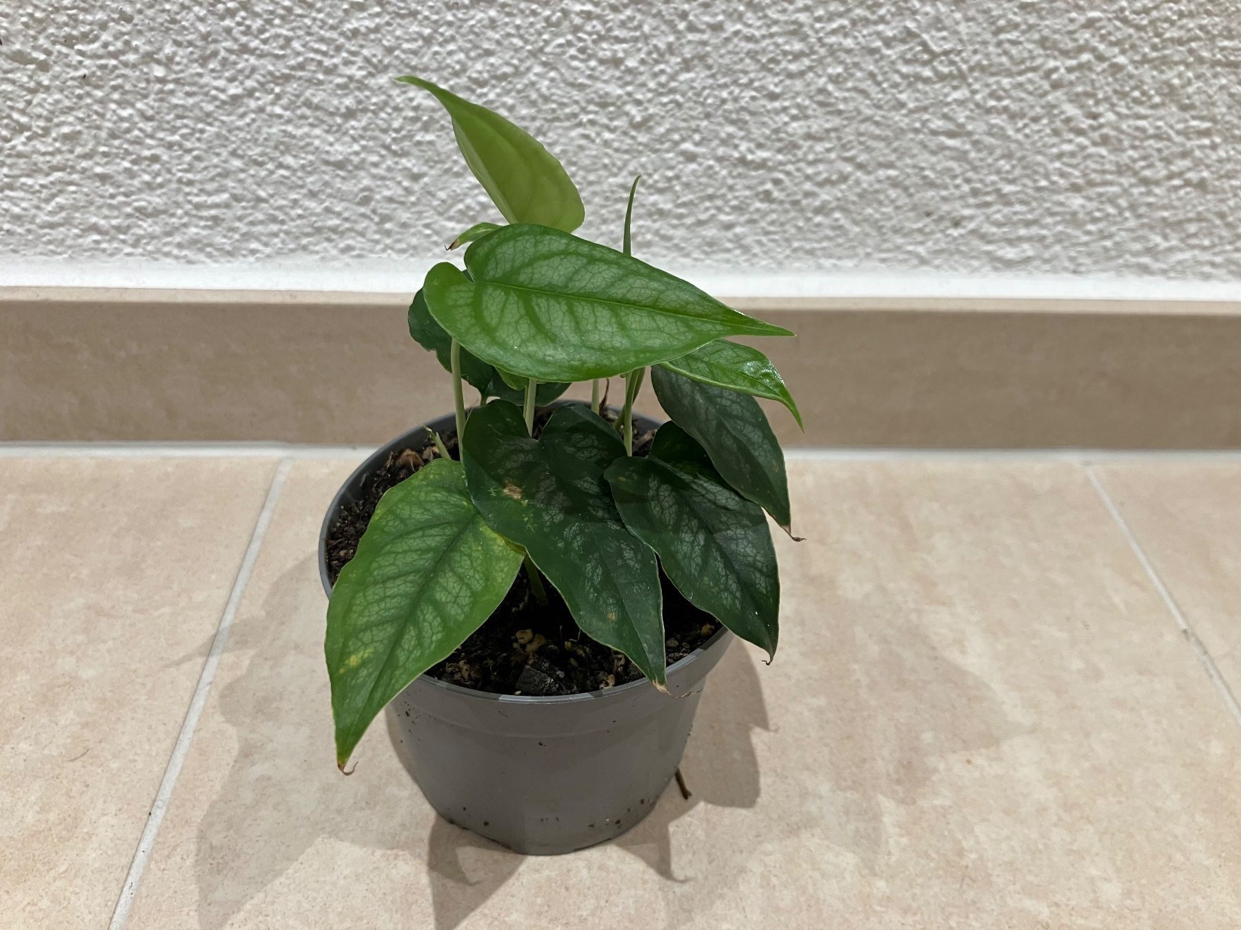 Piante & sementi: Monstera siltepecana Jungpflanze – Nuovo (secondo la descrizione) da Horw venduto da Rockfish 1