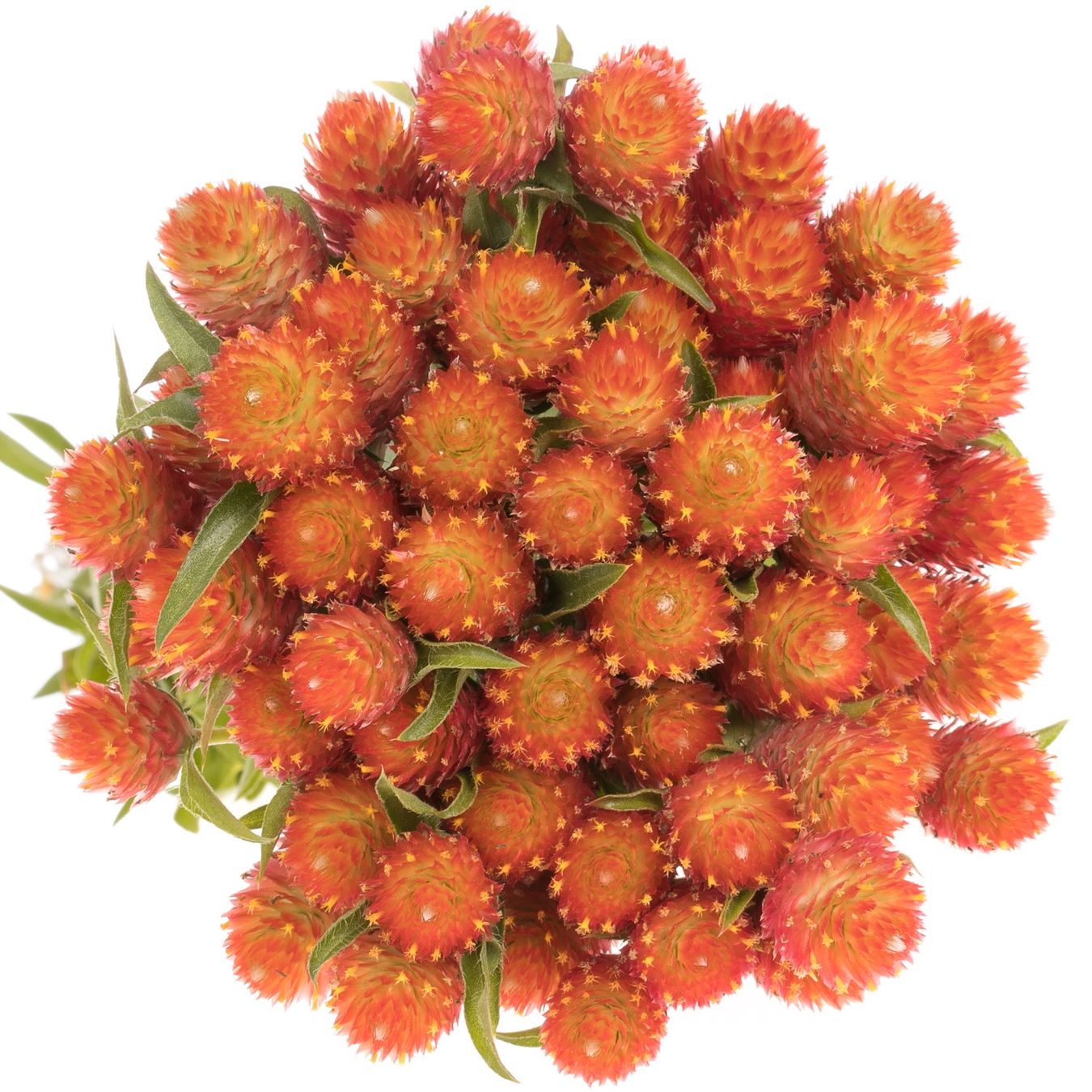 Pflanzen & Samen: 50 Samen Kugelamarant Gomphrena ORANGE Samen – Neu (gemäss Beschreibung) aus Ehrendingen von VerveinaSamen 2
