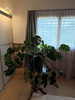 Monstera