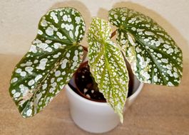 Begonie Snow Capped Variegata