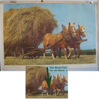 Schulwandbild „Das Pferd“ – Der Neue Schulmann, Zugpferde