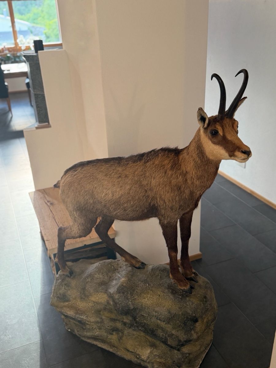Il mondo degli animali: Gamsbock Präparat – Usato da Rueun venduto da Scarpa15 2