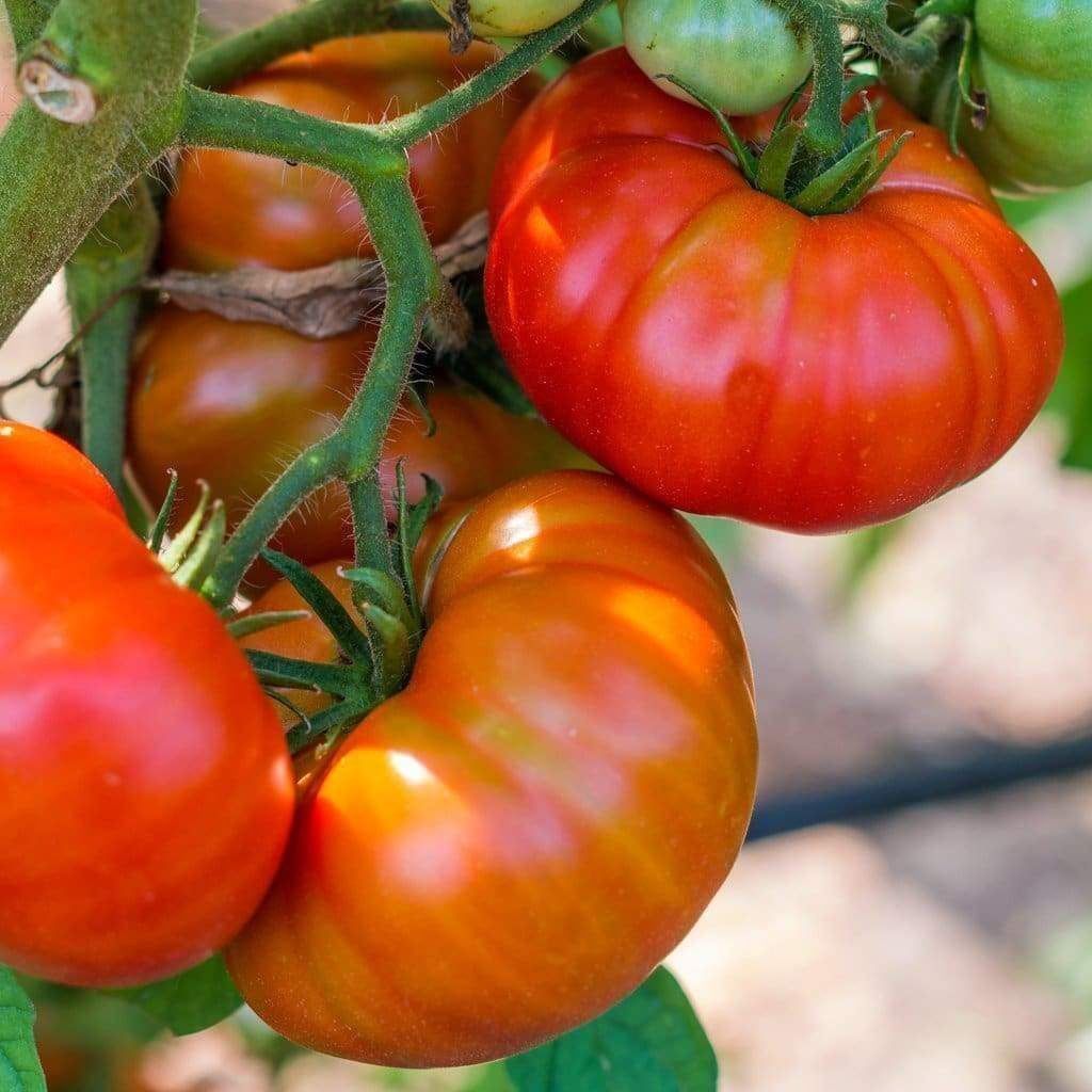 Piante & sementi: 30 Samen SOLDACKI Tomate – Nuovo (secondo la descrizione) da Ehrendingen venduto da VerveinaSamen