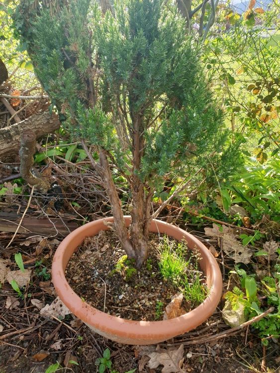Pre bonsai kaufen auf ricardo