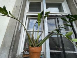 Zimmer Pflanze Zamioculcas zamiifolia