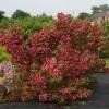 Piante & sementi: Weigelia Brigela 15-20cm – Nuovo (secondo la descrizione) da Bremblens venduto da FIBONACCI369 2