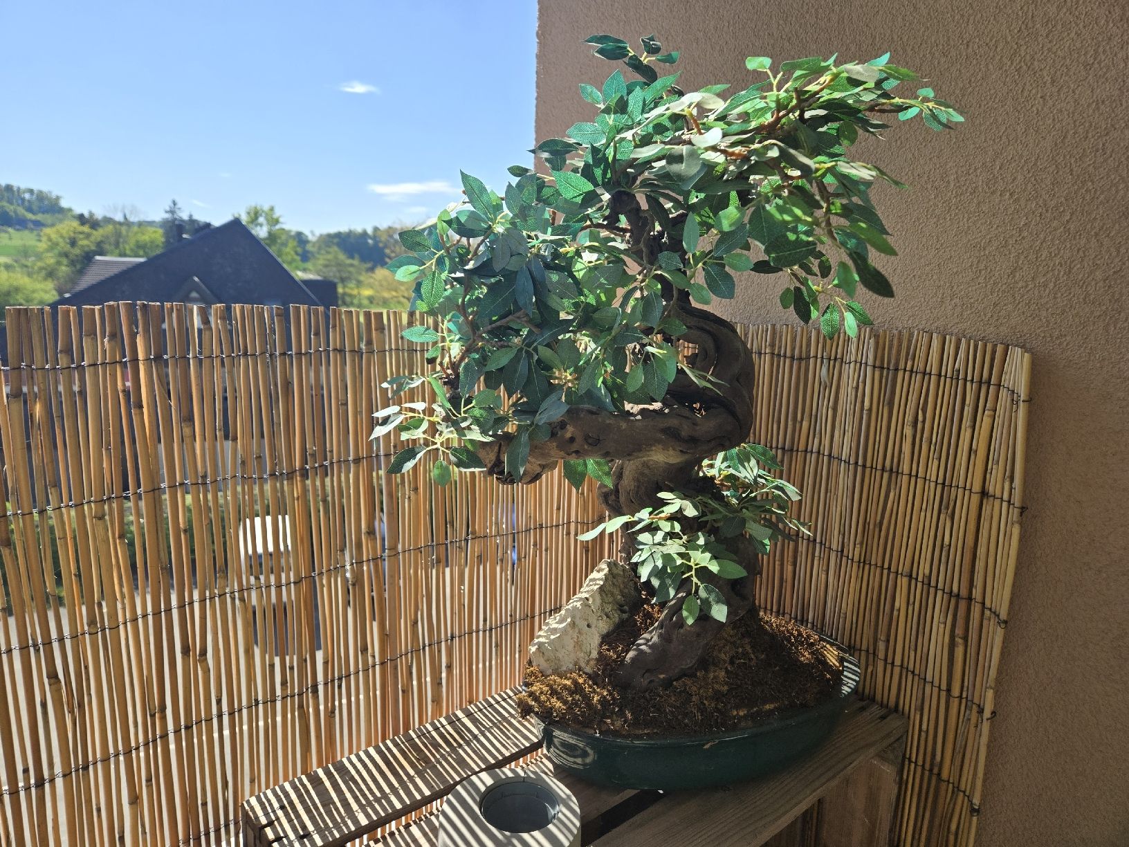 Tutte le decorazioni: Deko Kunst Bonsai Pflanze – Usato da Gutenburg venduto da shinobi0072 4
