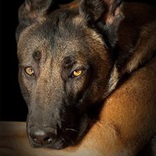 Profile image of Malinois_K9