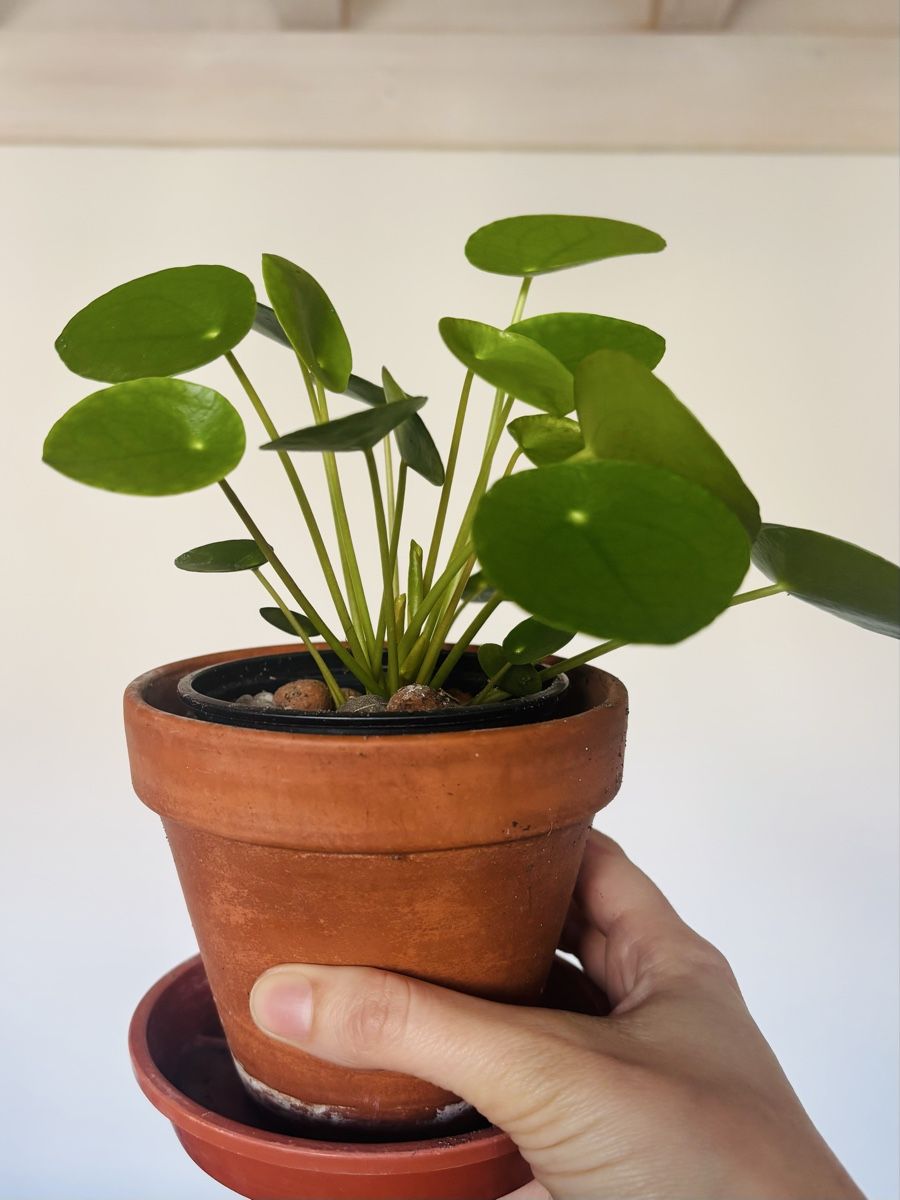 Plantes & graines: Easy care 3-Houseplants ⭐️ – D'occasion à Zürich par Bumble3 6