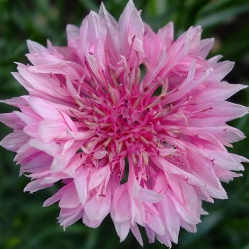 Pflanzen & Samen: 200 Samen Kornblume PINK BALL – Neu (gemäss Beschreibung) aus Ehrendingen von VerveinaSamen 1