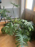Zimmerpflanze Philodendron Selloum