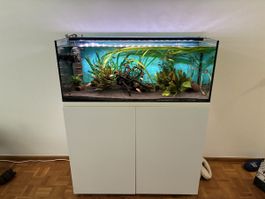 Aquarium  160 L 6 Monate alt