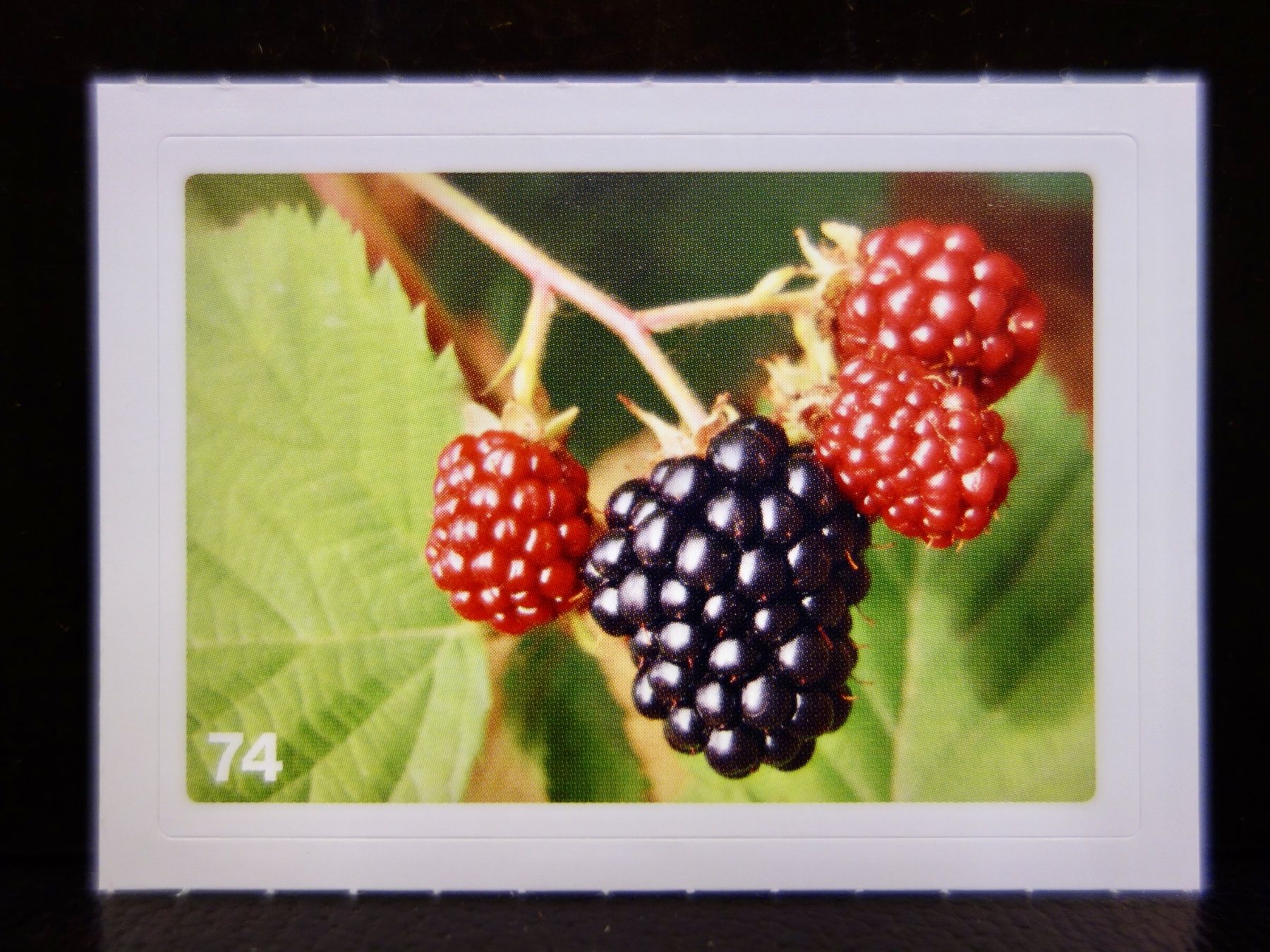 Migros Carte collezionabili: MIGROS MANIA Nature Detectives Nr. 74 – Usato da Kerzers venduto da djstarsky73