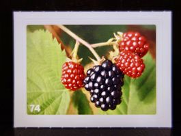MIGROS MANIA Nature Detectives Nr. 74