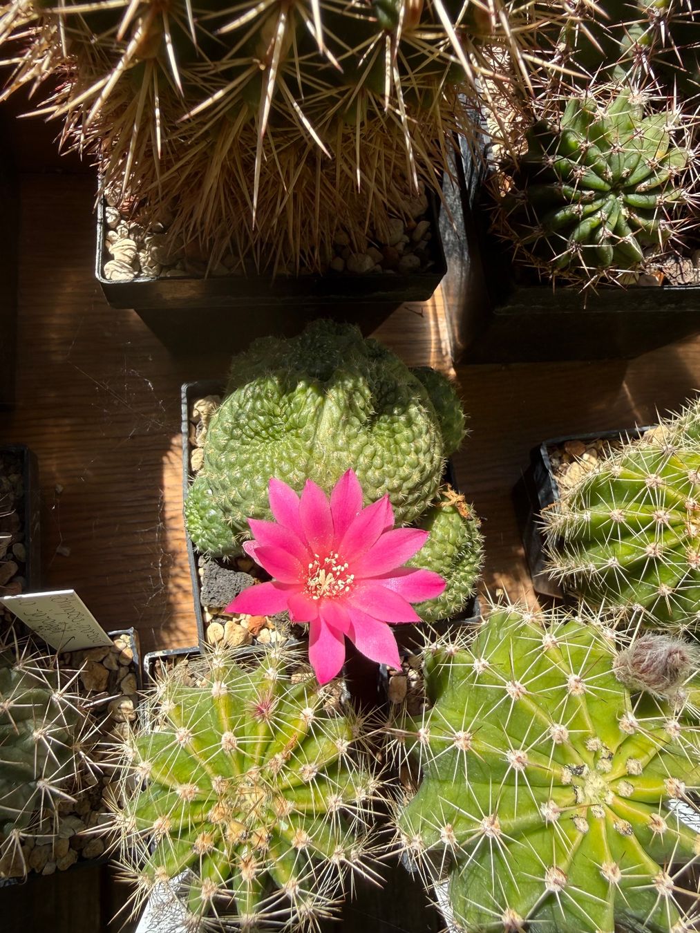 Piante & sementi: Rebutia – Usato da Rorbas venduto da SimS0n