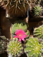 Rebutia