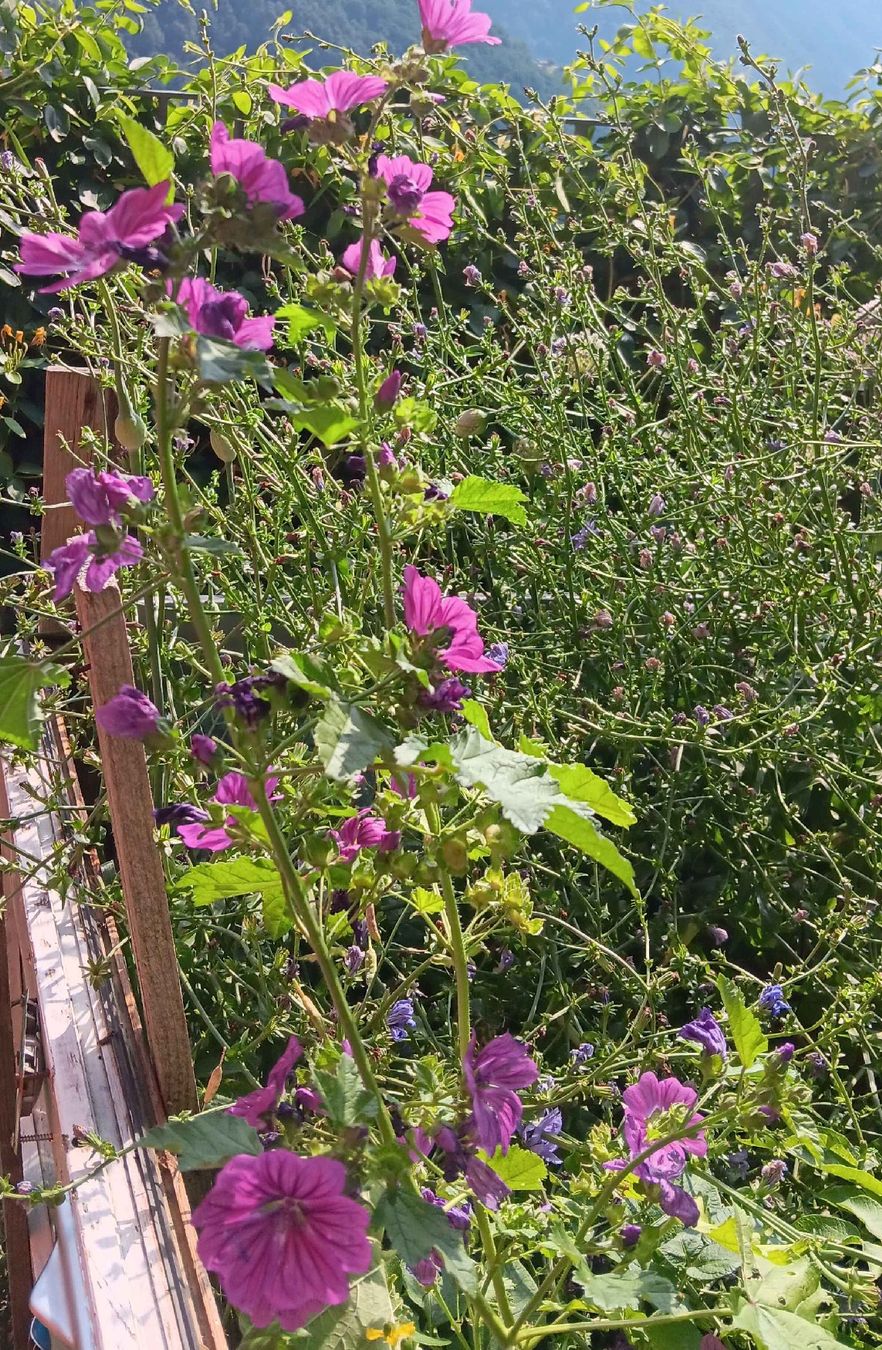 Plantes & graines: Piante di Malva in fiore, altezza variabile – D'occasion à Carena par gra_yz7p