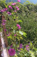 Piante di Malva in fiore, altezza variabile