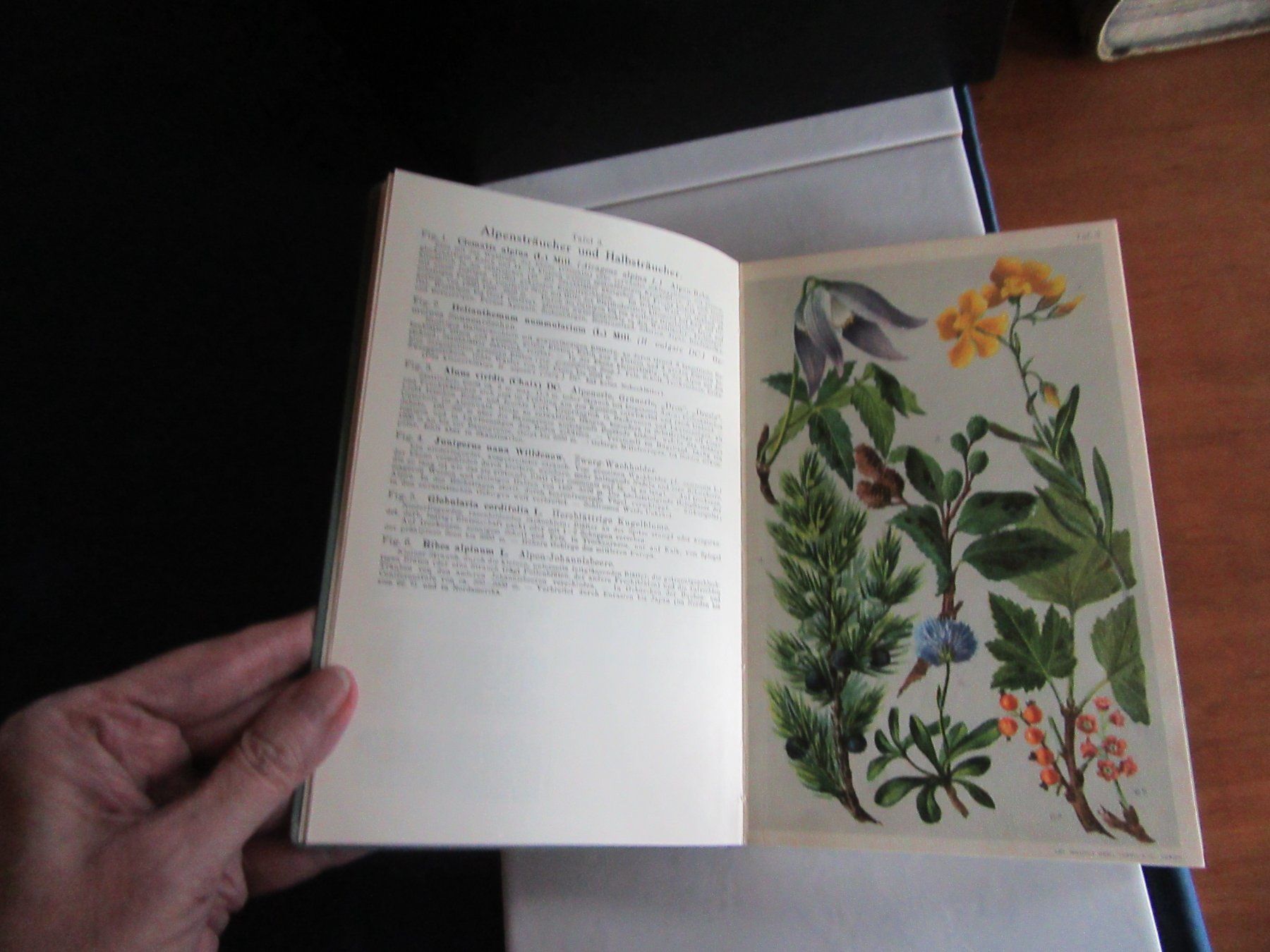 Bücher: Alpenflora - Taschenflora des Alpen Wanderers, L. Schröter – Gebraucht aus Wattwil von wampi 8
