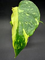 🌿 Monstera deliciosa ‘Electrolyte’ – echte Rarität #1