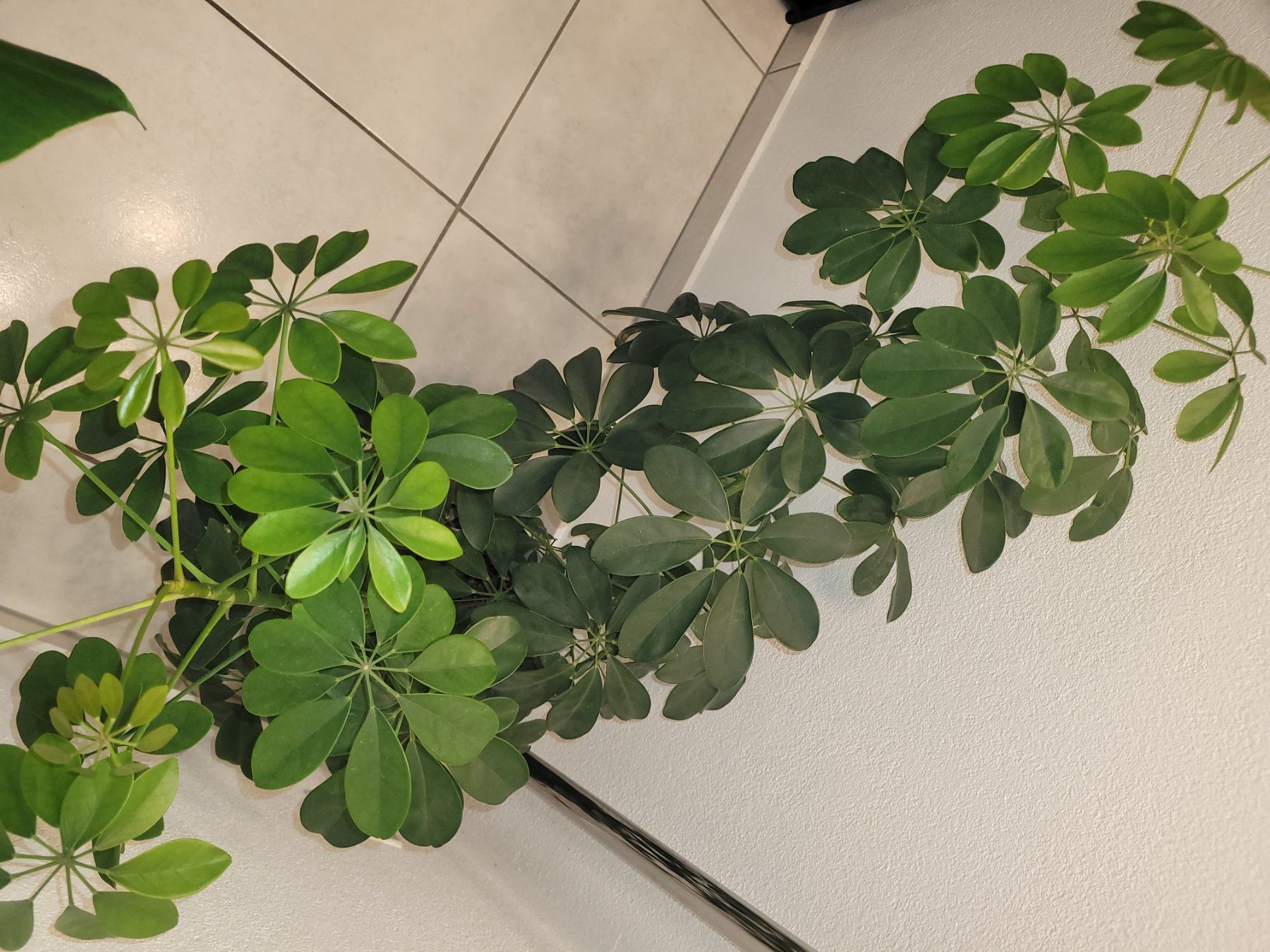 Piante & sementi: Grosse Schefflera abzugeben / Zimmerpflanze – Nuovo e nell'imballaggio originale da Bassersdorf venduto da kid_fm98 2