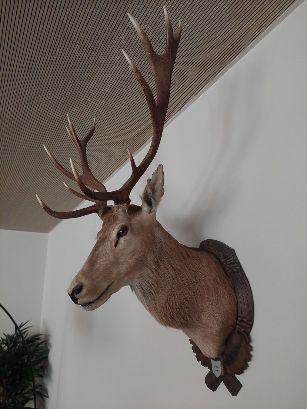 Monde des animaux: Hirschgeweih Trophäe Kronenhirsch – D'occasion à Oberriet SG par Karhu1991