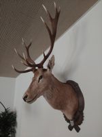 Hirschgeweih Trophäe Kronenhirsch