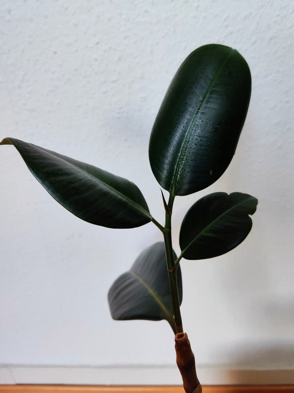 Piante & sementi: Ficus Elastica – 72 cm avec pot – Usato da Carouge GE venduto da for_8yym 1