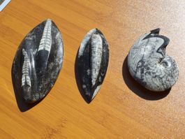 3 SCHÖNE STEINE POLIERT FOSSIL ECHT ??