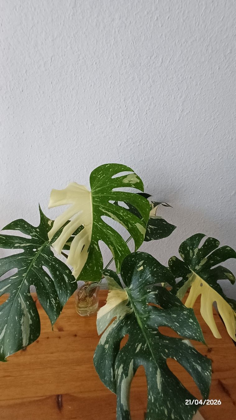 Piante & sementi: Monstera thai constellation – Usato da Bern venduto da uwi_8t7x