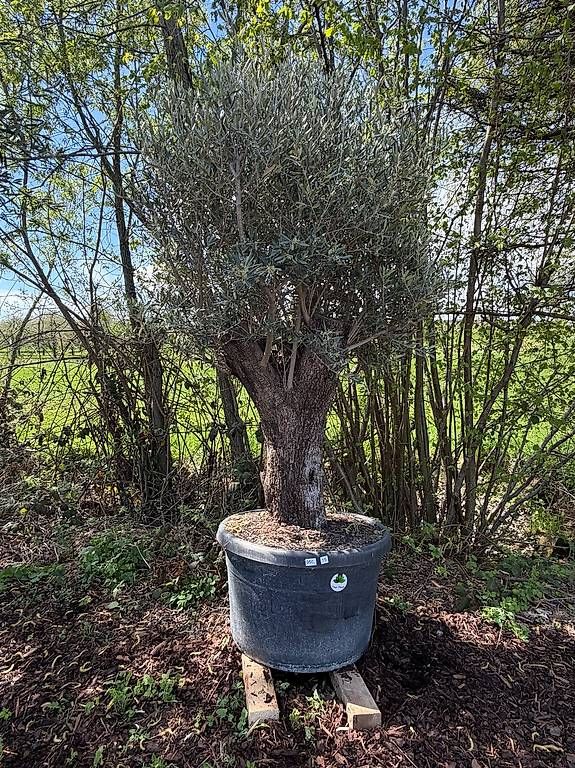 Pflanzen & Samen: Olivenbaum "Olea Europea 15" – Neu und originalverpackt aus Zuckenriet von Thur_Plant 2