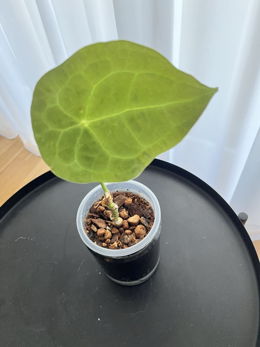 Piante & sementi: Anthurium Forgetii  – Usato da Uster venduto da ke114 1