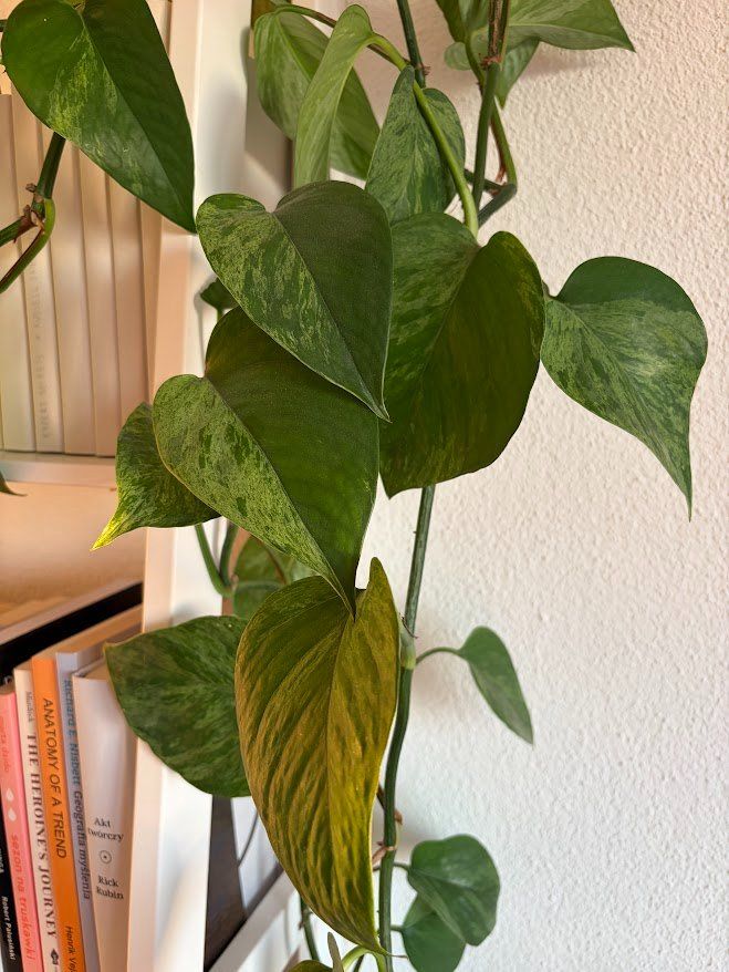 Piante & sementi: Pothos, sehr gesund 4m lang – Usato da Baar venduto da annasorbian 5