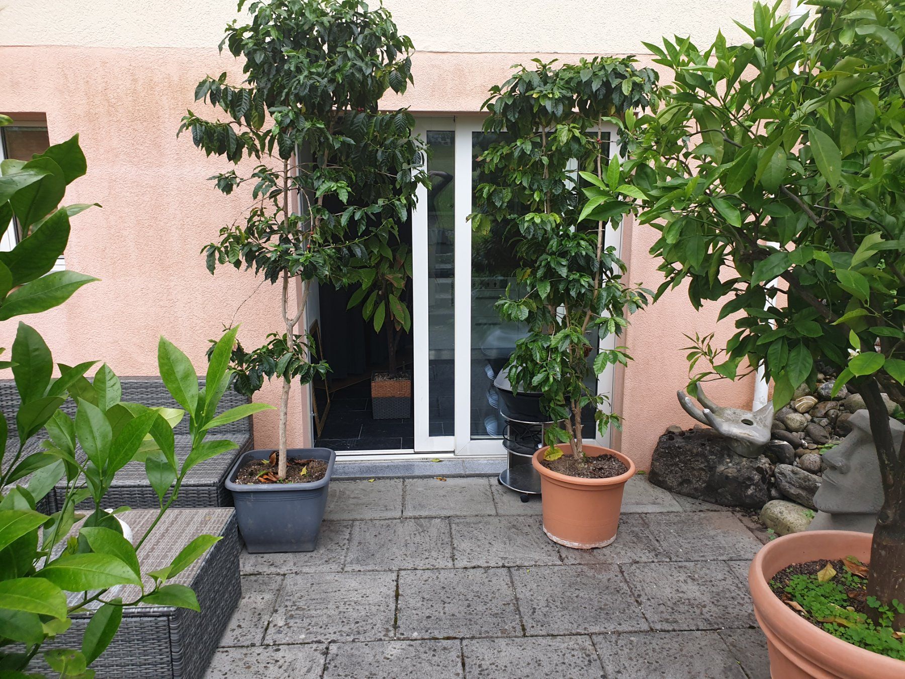 Piante & sementi: 2 Kaffeebäume 2.70 bis 3.20 m – Usato da Maur venduto da Internette_2015
