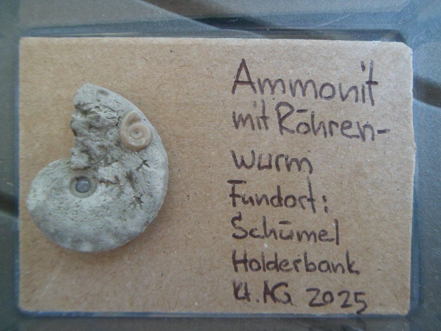 Fossilien: Fossil Schweiz – Gebraucht aus Affoltern am Albis von Fossil60 5