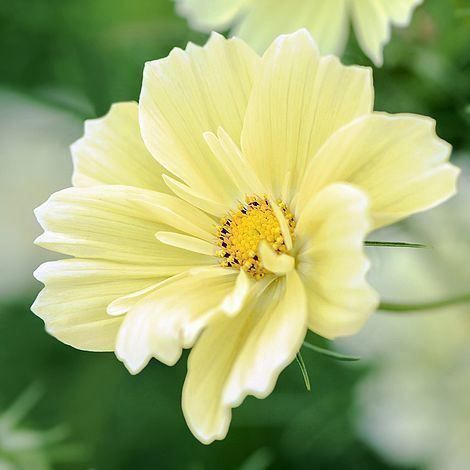 Piante & sementi: 50 Samen Cosmea XANTHOS – Nuovo (secondo la descrizione) da Ehrendingen venduto da VerveinaSamen 1