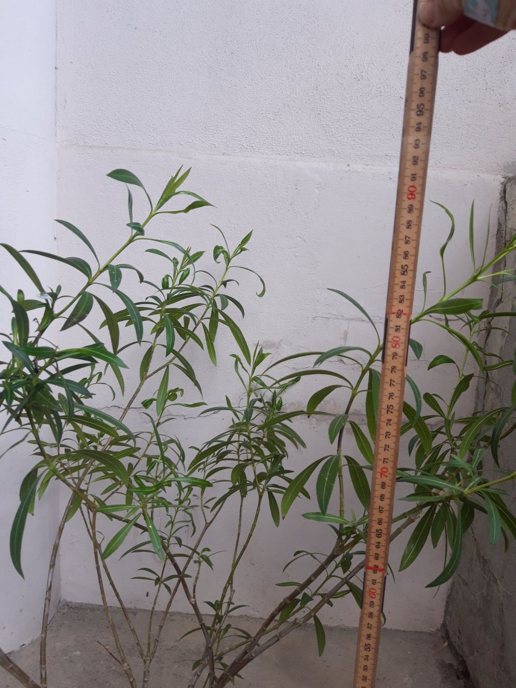 Piante & sementi: Oleander gross ohne Topf – Usato da Feuerthalen venduto da tanatha_st 5