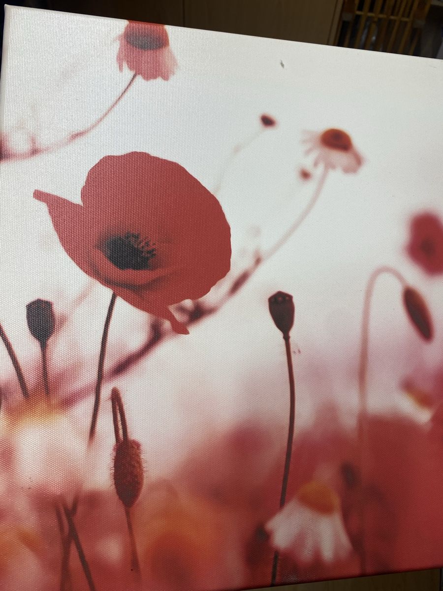 Poster & Bilder: Bild mit Mohnblumen – Gebraucht aus Wiesendangen von argon03 3