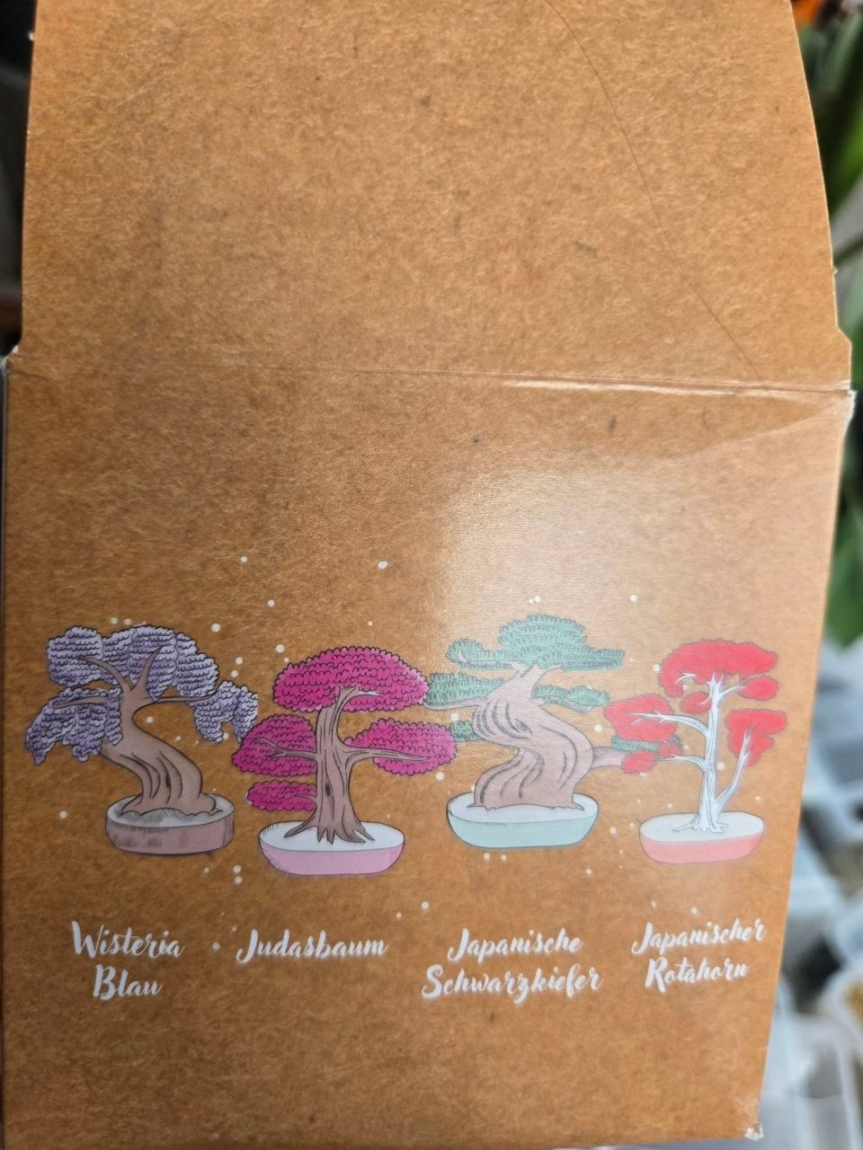 Piante & sementi: Bonsai-Komplett Anfangs Set – Nuovo (secondo la descrizione) da Ottenbach venduto da Derwisch1 6