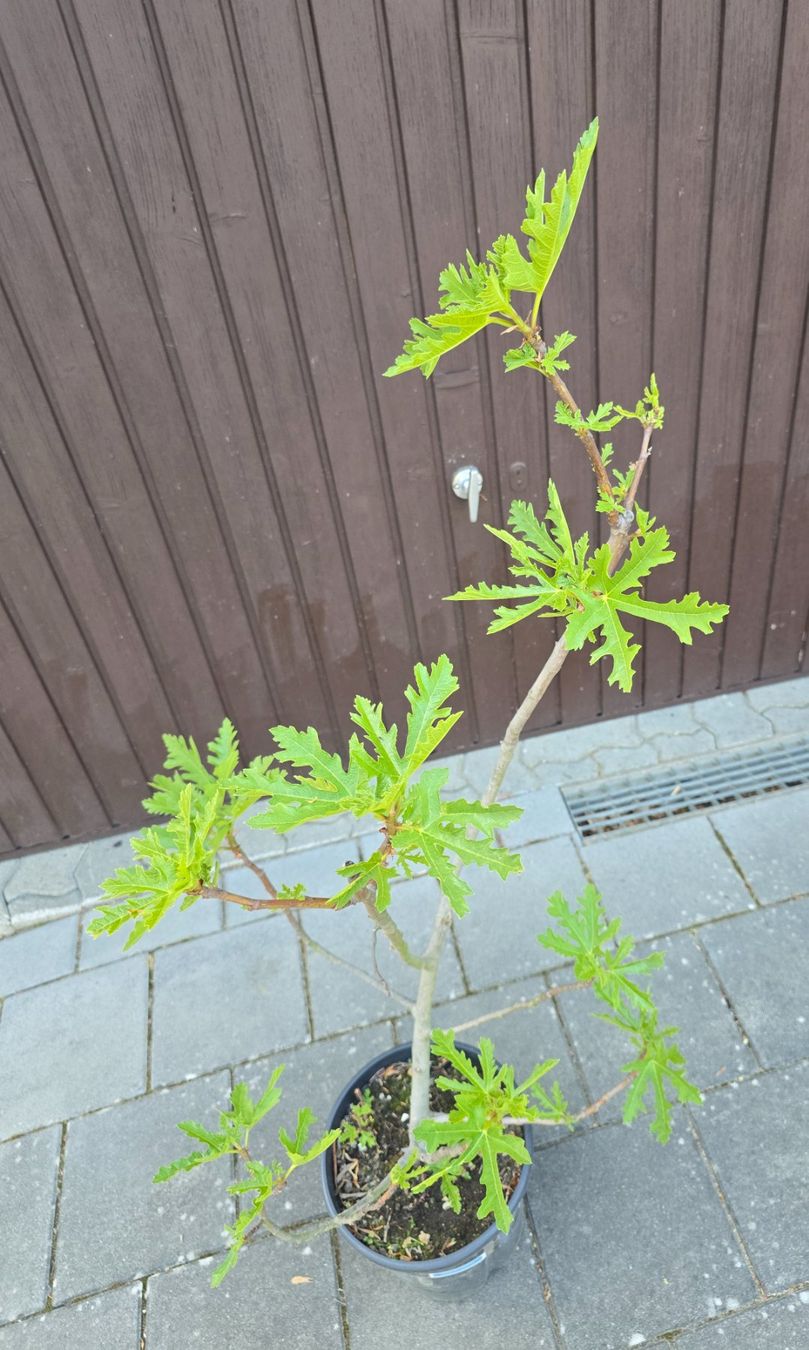 Pflanzen & Samen: Feigenbaum Eiskristall – Gebraucht aus Aarburg von popkorn65 1