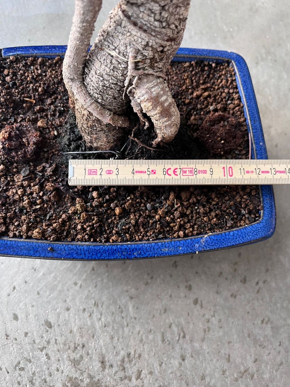Pflanzen & Samen: Ficus-Bonsai – Gebraucht aus Dussnang von Hakuna_matata7 2
